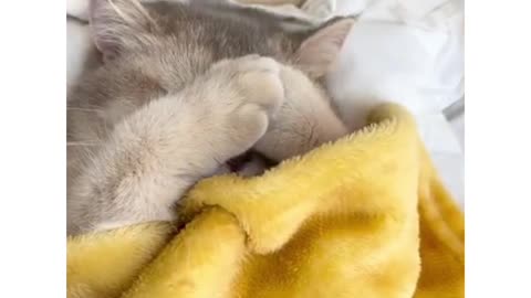 CUTE CAT 🐈SLEEPING /FUNNIEST VIDEO🤣