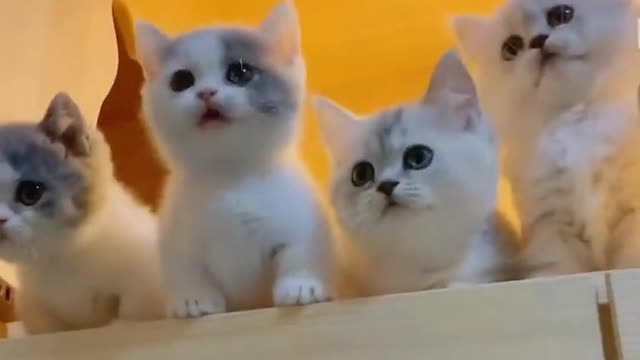 funny cat