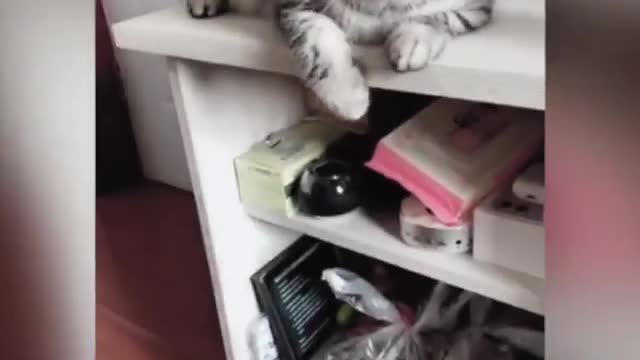 Funny cat moments