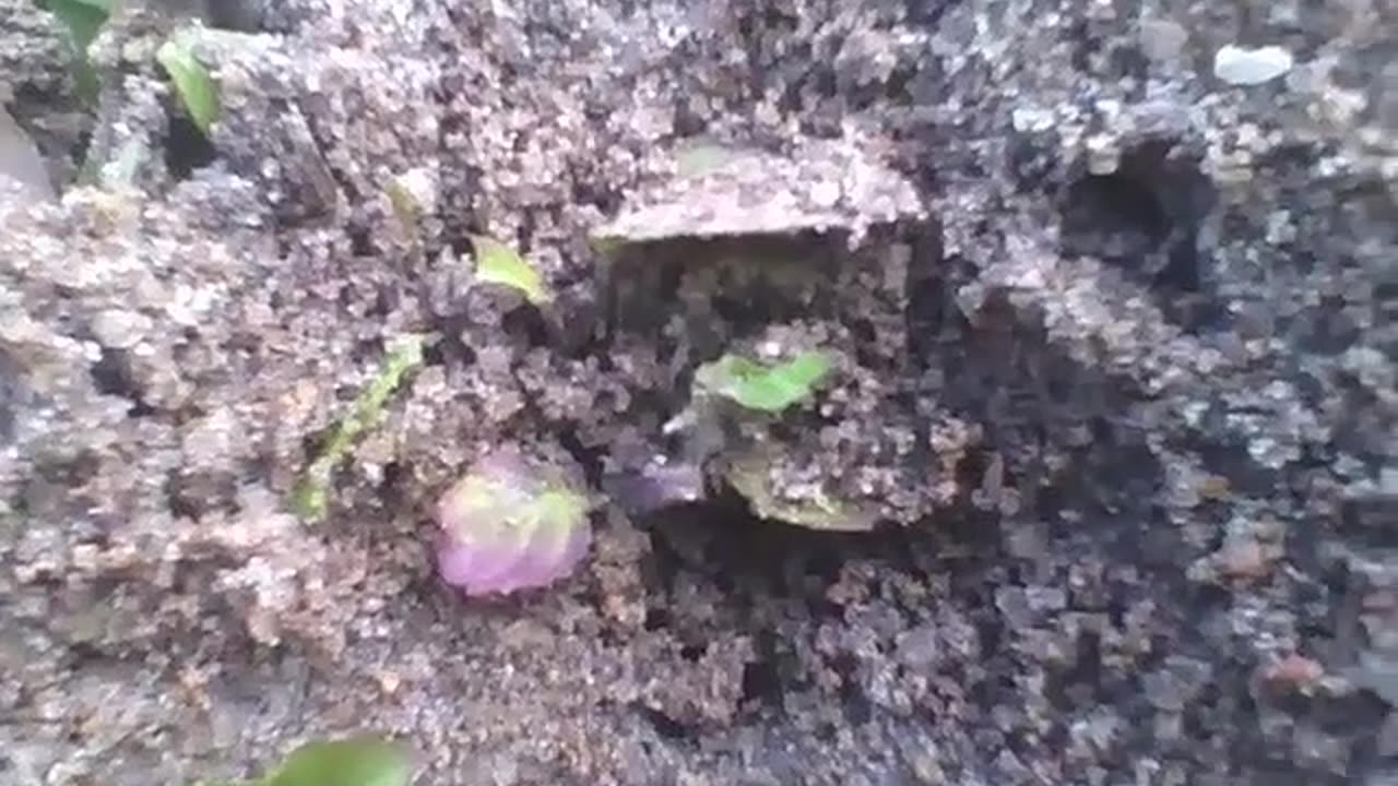 Ants entering and leaving the sand burrow in winter, around the plants [Nature & Animals]