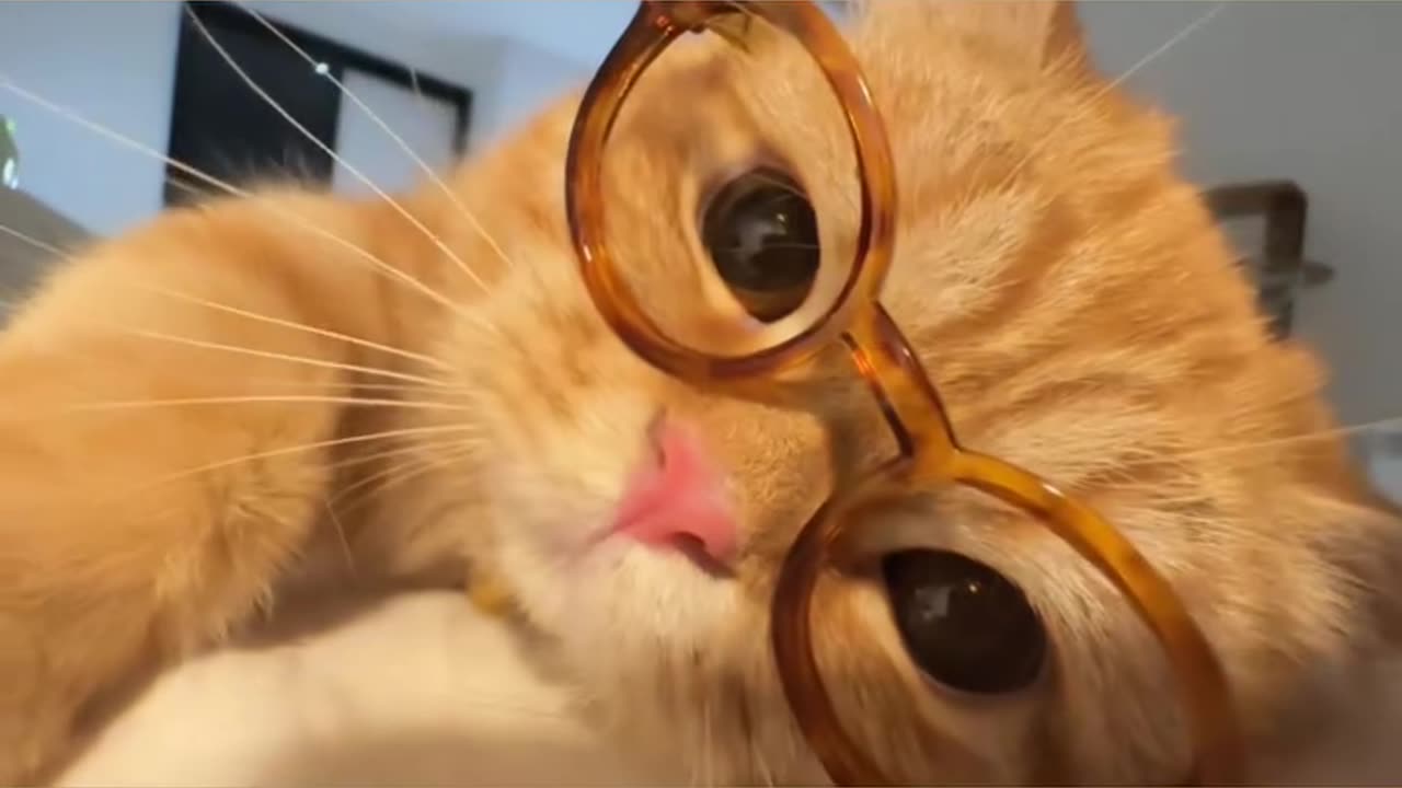 Funny Cat Video On Internet #16