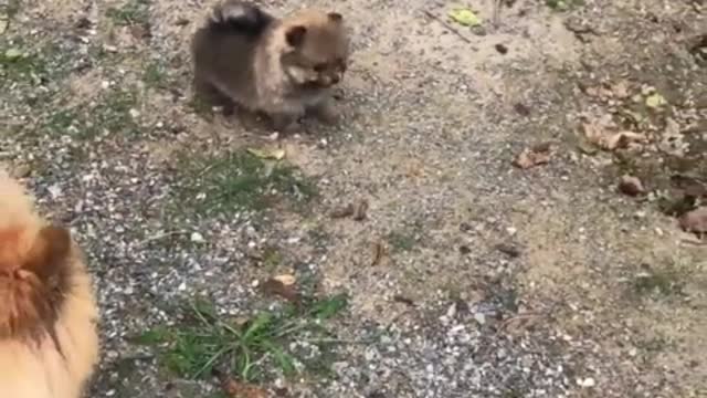 Cute baby Pomeranian