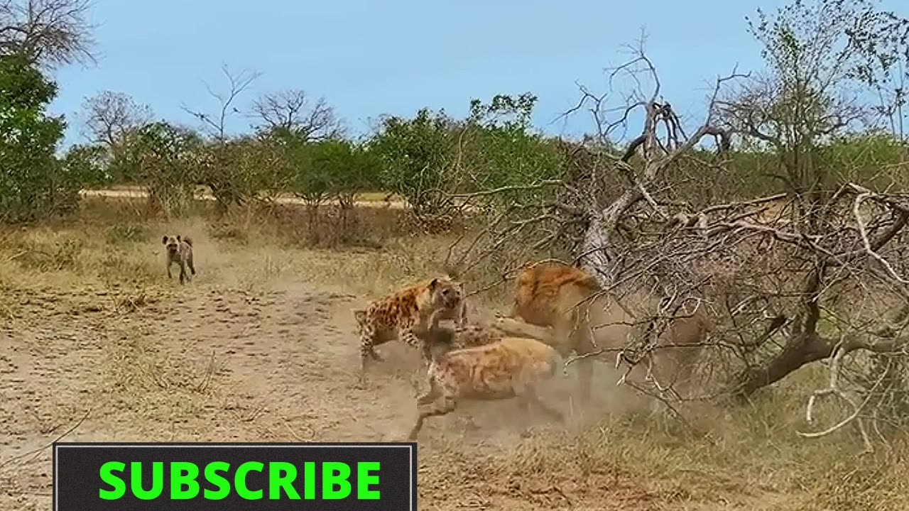 Eusociality and True Social Animal: Dysociality of Humanity Chapter 1