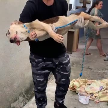 I felt sorry for that stray dog.. I Helped