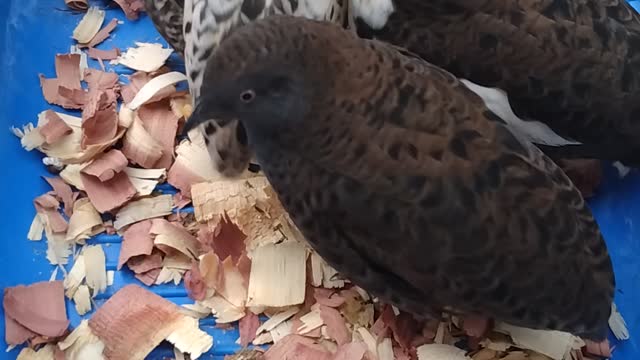 Happy Little Button Quail