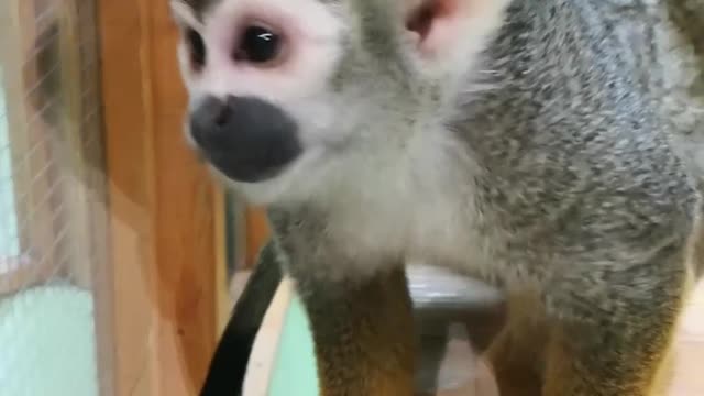 A very cute monkey! Must see him