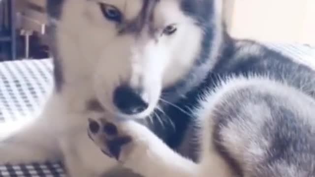 #huskies #husky