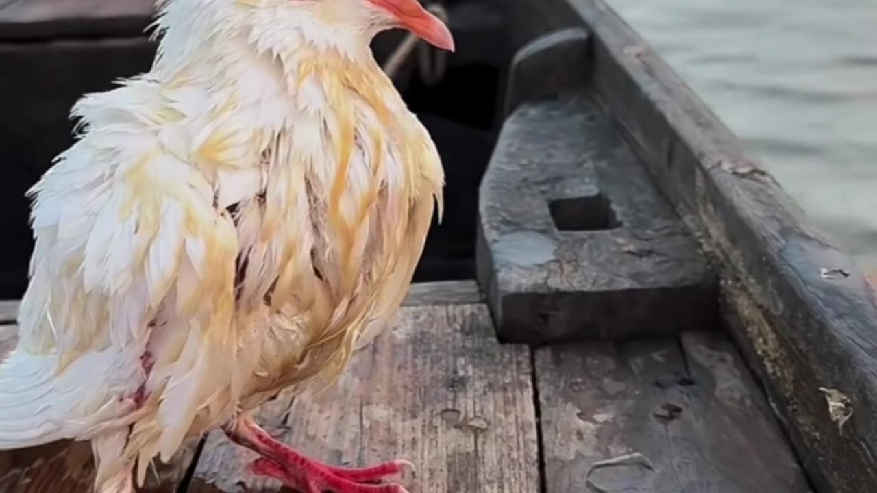 Beautiful cute pets 😍 ❤