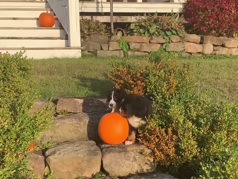 WEEK 8 Pupdate 🐾 Fall 2022 Litter 💜❤️🧡 3 Bernese Mountain Dog Puppies