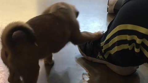 The cute puppy holds the shoelace in its mouth.