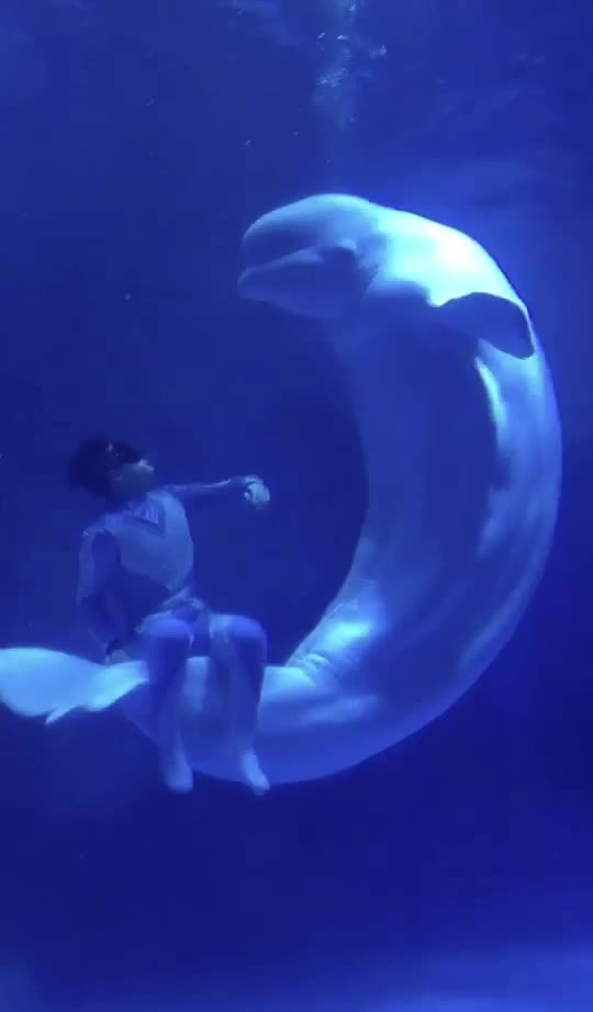 Camera dangled overboard in shark infested waters records beautiful footage video watch