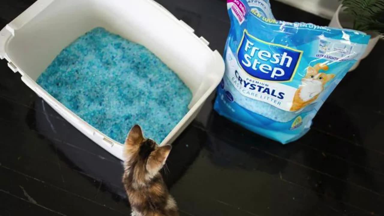 The Cat's Meow: Top 10 Cat Litters Tested and Reviewed for 2024 🐈💩🔝 #catlitters #catsofinstagram