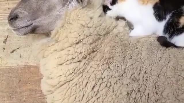 Cute Cat and Sheep are Best Friends