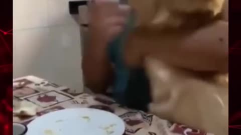 Dog VS Food