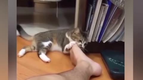 Baby Cats - Cute and Funny Cat Videos | #cat #dog video