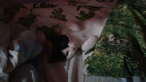 Funny kitten sleeps