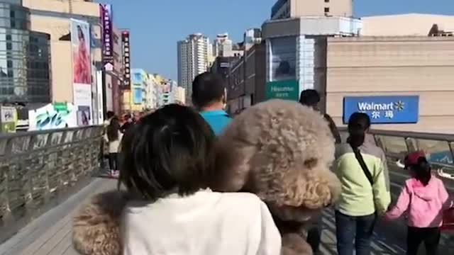 Gigantic Fluffy Poodle Love Being Carried Everywhere