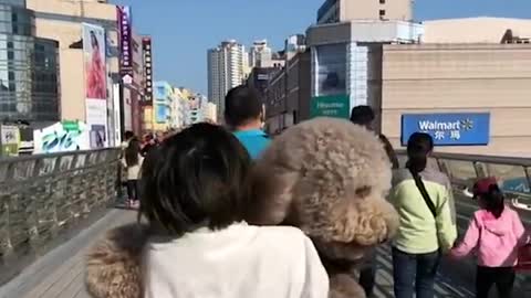 Gigantic Fluffy Poodle Love Being Carried Everywhere