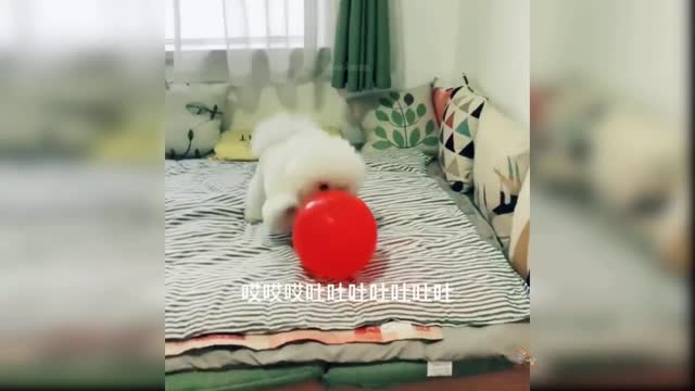 Dogs Funny Videos Compilation