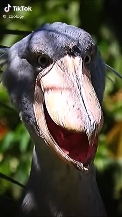 Shoebill Nightmare Pelican