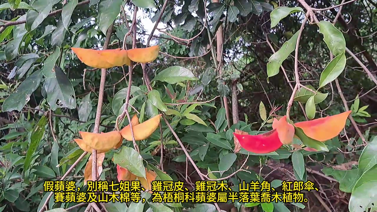 #假蘋婆 ／ #七姐果 Sterculia lanceolata