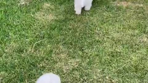 Dinner Time