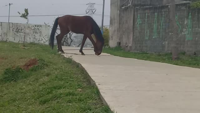 Parque Zilda Arns- Sapopemba São Paulo