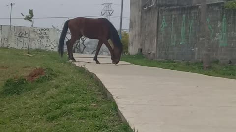 Parque Zilda Arns- Sapopemba São Paulo