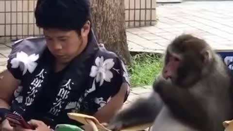 Monkey Sharing Secrets With A Human