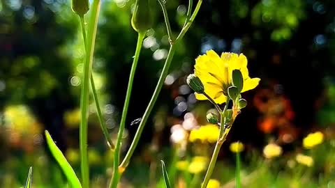 The grass of patience is bitter, but eventually bears sweet and soft fruit.