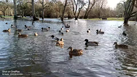 A Walk In The Park