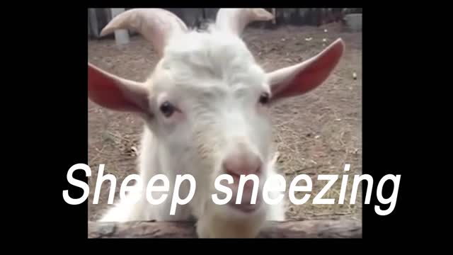 Animals sneeze and laugh to death