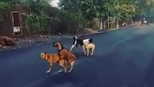 El chivo que se cree perro