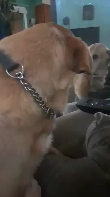 Tubbo lard golden lab