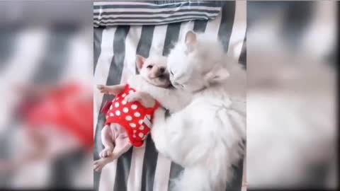 Baby Dogs cute and funny Video 😀😃😄😃