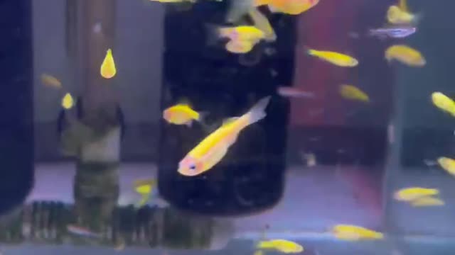 beautiful fish