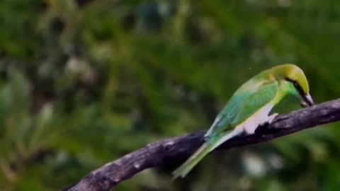 Wildlife's & Funs