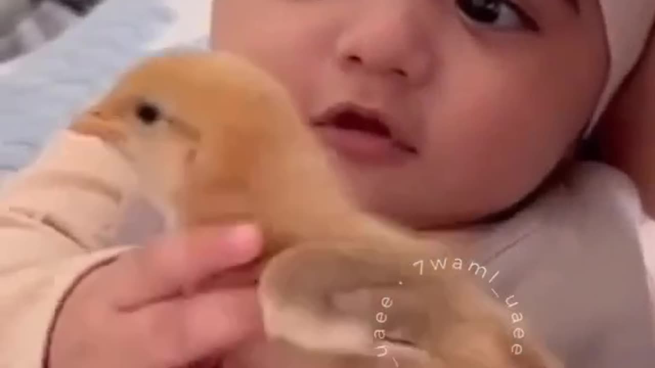 Baby trying to eat real bird