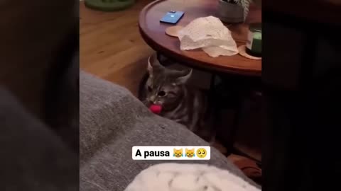 funny videos