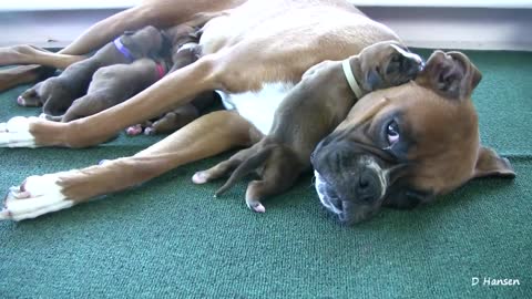 Boxer's Three-Day-Old Puppies (in HD)