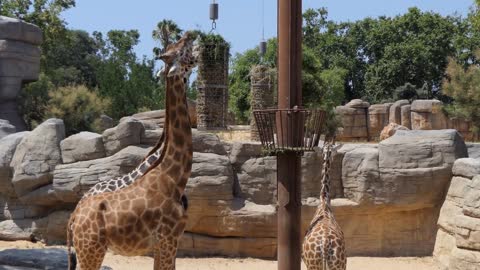 Barcelona Zoo With Group Of Giraffes Eating Grass