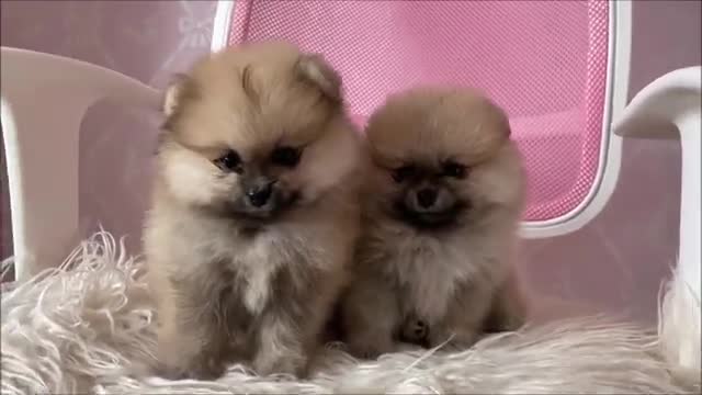 Baby Dogs Cute and Funny Dog Videos Animal Fast