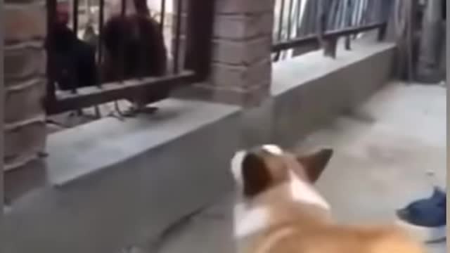 Chicken vs dog fight_funny dog fight