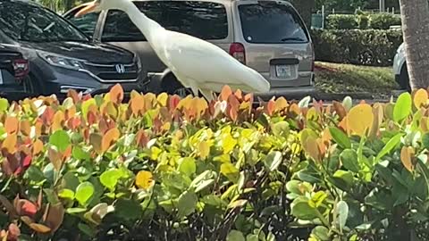 The Walking Egret