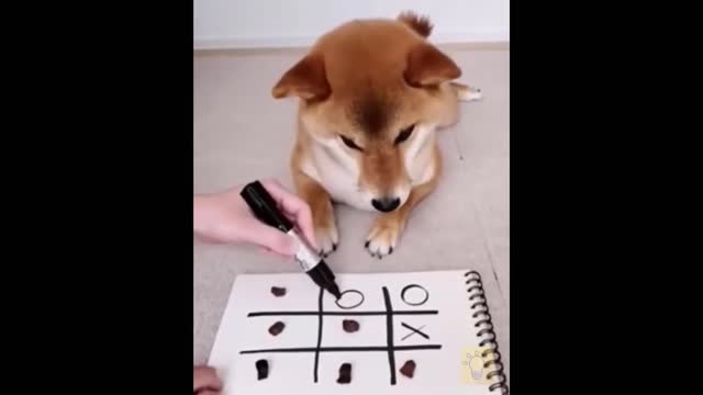 Animals Filmed Having HUMAN-Like intelligent