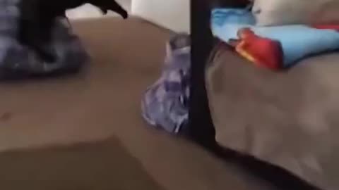 TOO funny CATS🐱🐈