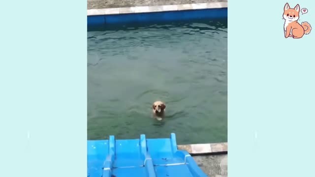 Dog Fun Video