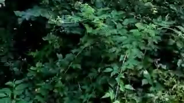 151 - THE PRE CENTRAL PARK STORY (Backup)
