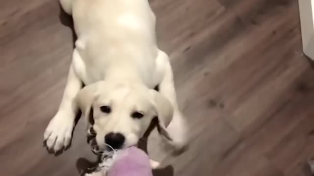 Funny Dogs || Funniest & Cutest Labrador Puppies ❤️