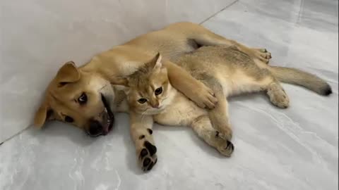 The puppy is very angry 💢! The dog was bullied by the cat. Funny and cute cat and dog videos.